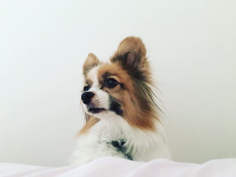 22405439_1188140544663752_9155471230491760140_n