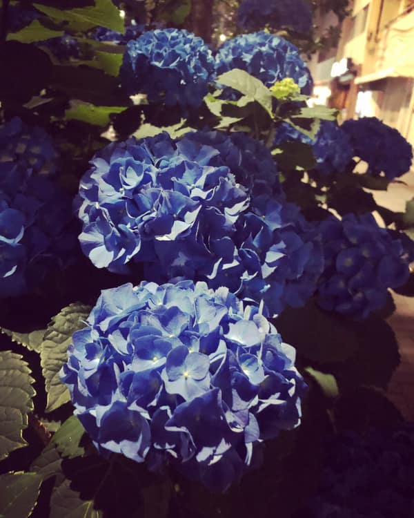 62347732_1654444081366727_1599035505624743936_n